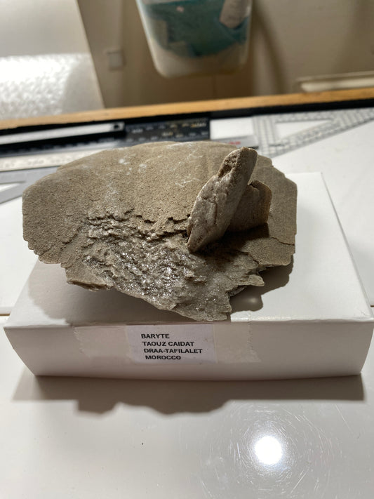 DESERT ROSE BARYTE : TAOUZ CAIDAT, DRAA-TAFILALET, MOROCCO. 319g MF4859
