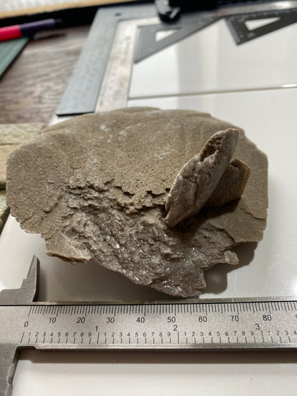 DESERT ROSE BARYTE : TAOUZ CAIDAT, DRAA-TAFILALET, MOROCCO. 319g MF4859
