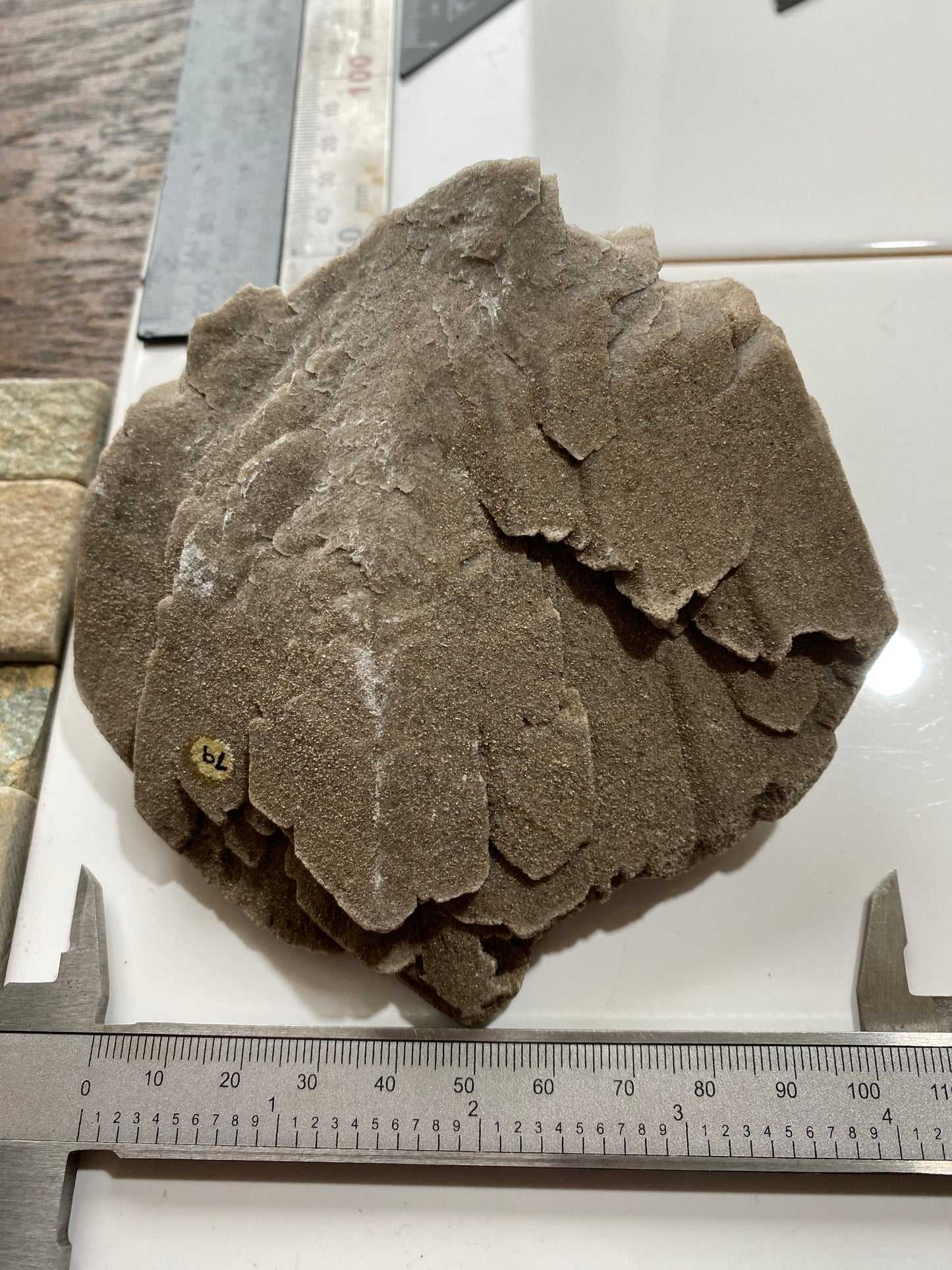 DESERT ROSE BARYTE : TAOUZ CAIDAT, DRAA-TAFILALET, MOROCCO. 319g MF4859
