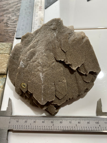 DESERT ROSE BARYTE : TAOUZ CAIDAT, DRAA-TAFILALET, MOROCCO. 319g MF4859