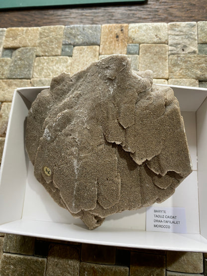 DESERT ROSE BARYTE : TAOUZ CAIDAT, DRAA-TAFILALET, MOROCCO. 319g MF4859