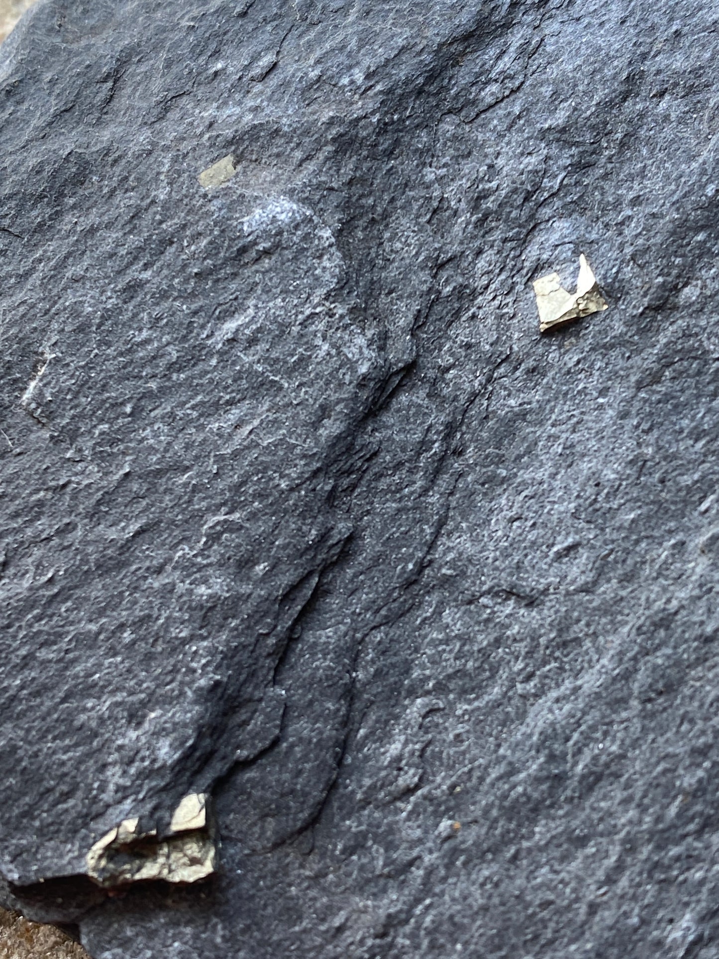 PYRITE IN SLATE : BALLACHULISH QUARRY, LOCHABER, HIGHLAND SCOTLAND 63g MF4902