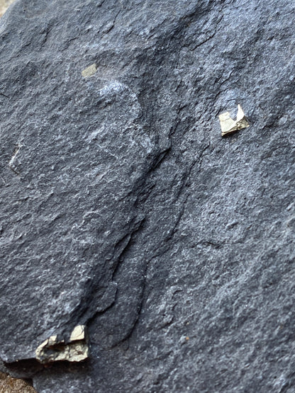 PYRITE IN SLATE : BALLACHULISH QUARRY, LOCHABER, HIGHLAND SCOTLAND 63g MF4902