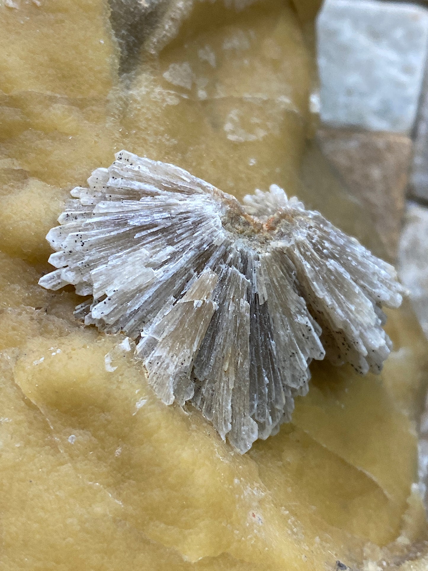 BARYTE "ROSES ON CALCITE : WARDEN POINT, SWALE, KENT, ENGLAND 1440g MF4917