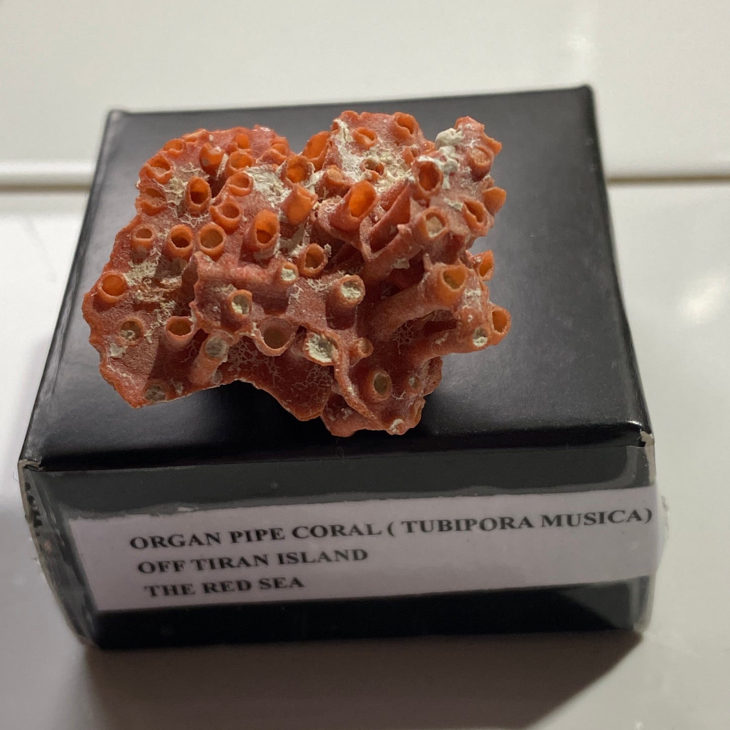 ORGAN PIPE CORAL FROM OFF TIRAN ISLAND, THE RED SEA. 4g. MF4096