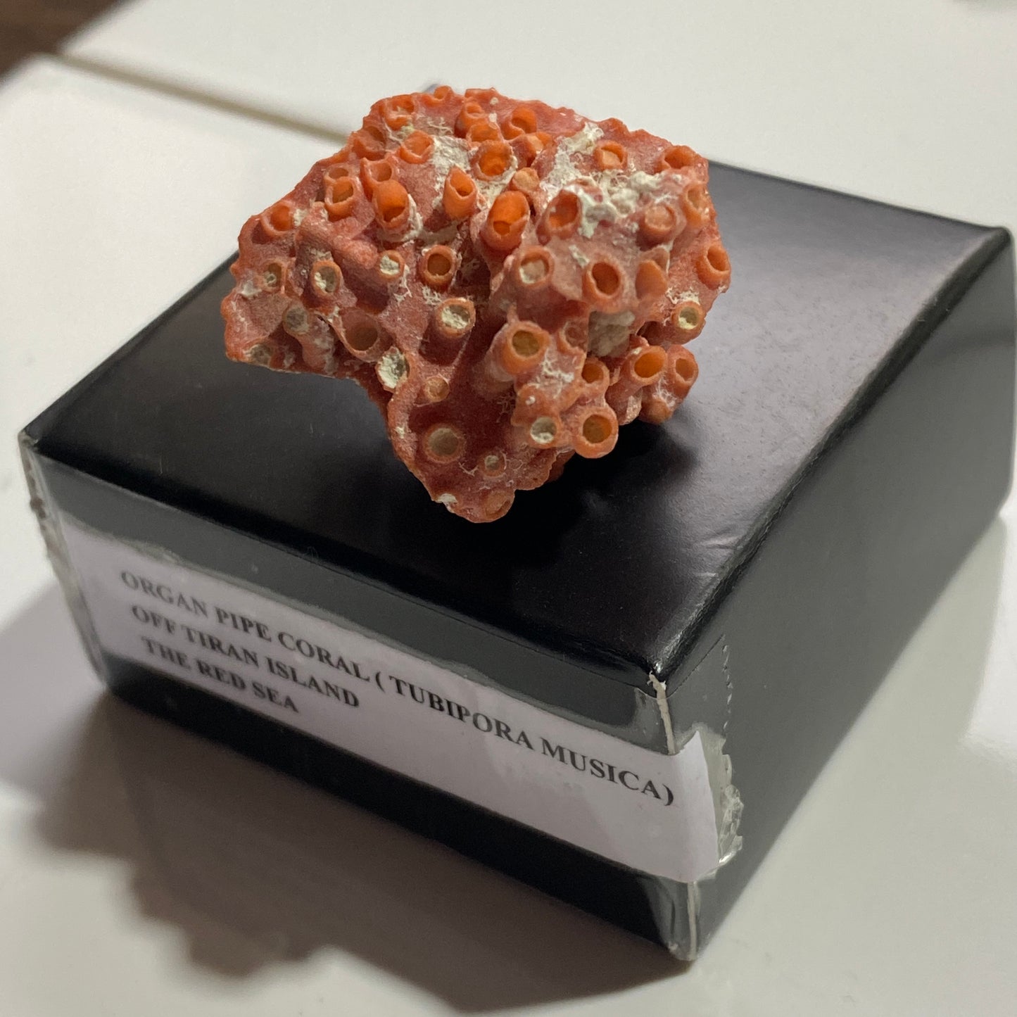 ORGAN PIPE CORAL FROM OFF TIRAN ISLAND, THE RED SEA. 4g. MF4096