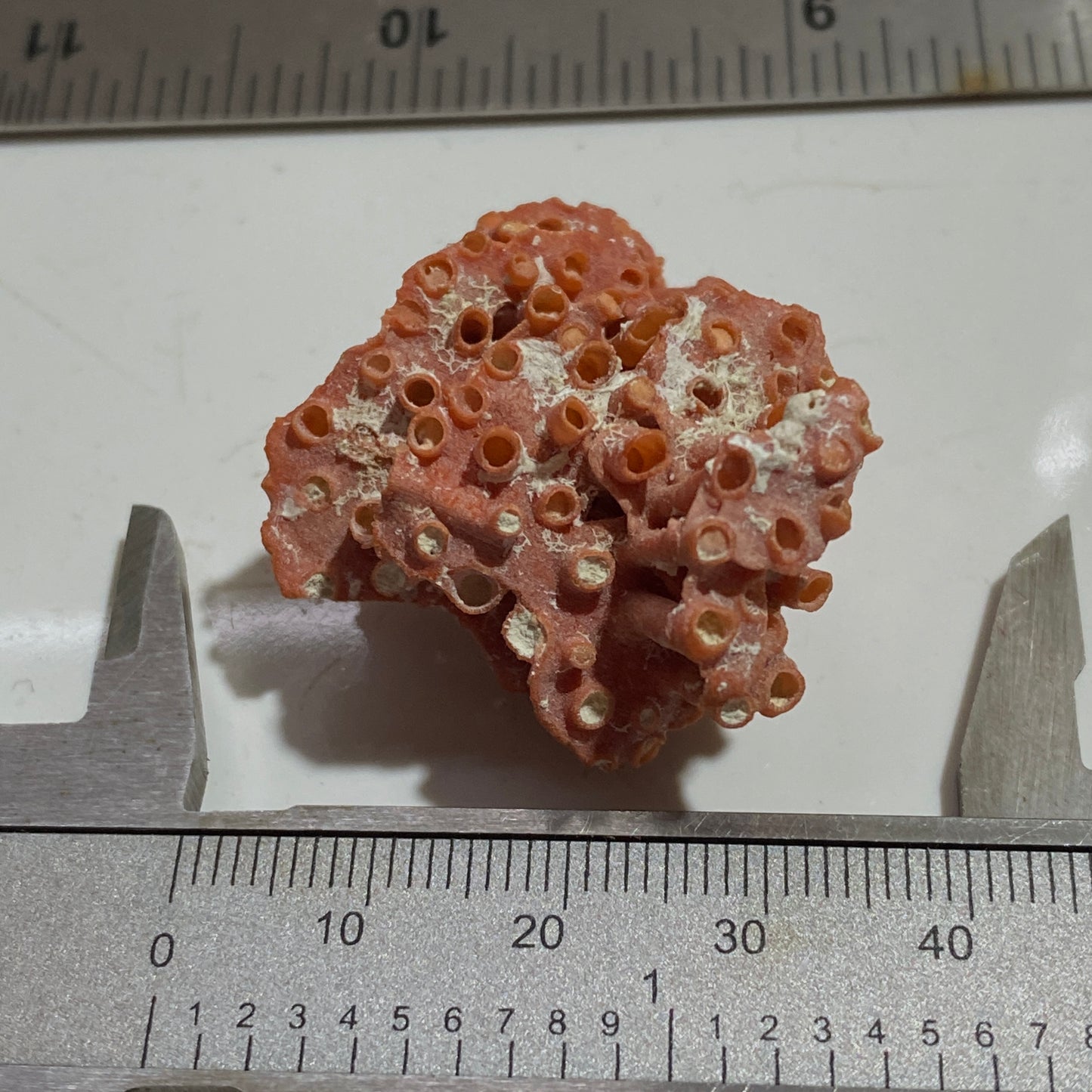 ORGAN PIPE CORAL FROM OFF TIRAN ISLAND, THE RED SEA. 4g. MF4096