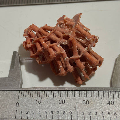 ORGAN PIPE CORAL FROM OFF TIRAN ISLAND, THE RED SEA. 4g. MF4096