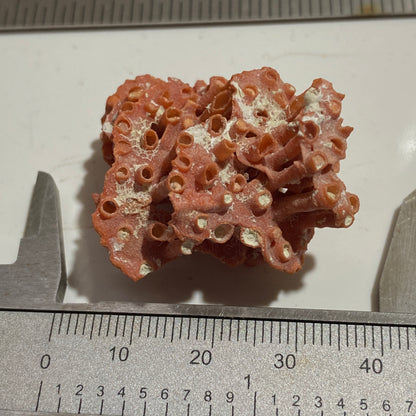 ORGAN PIPE CORAL FROM OFF TIRAN ISLAND, THE RED SEA. 4g. MF4096