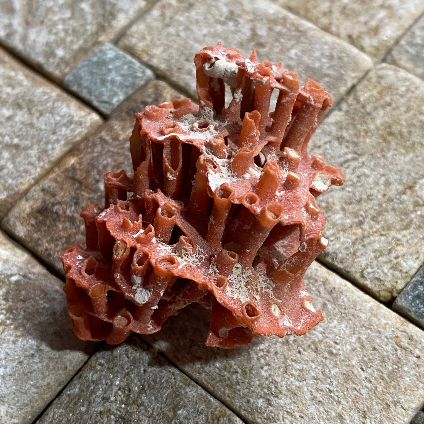 ORGAN PIPE CORAL FROM OFF TIRAN ISLAND, THE RED SEA. 4g. MF4096