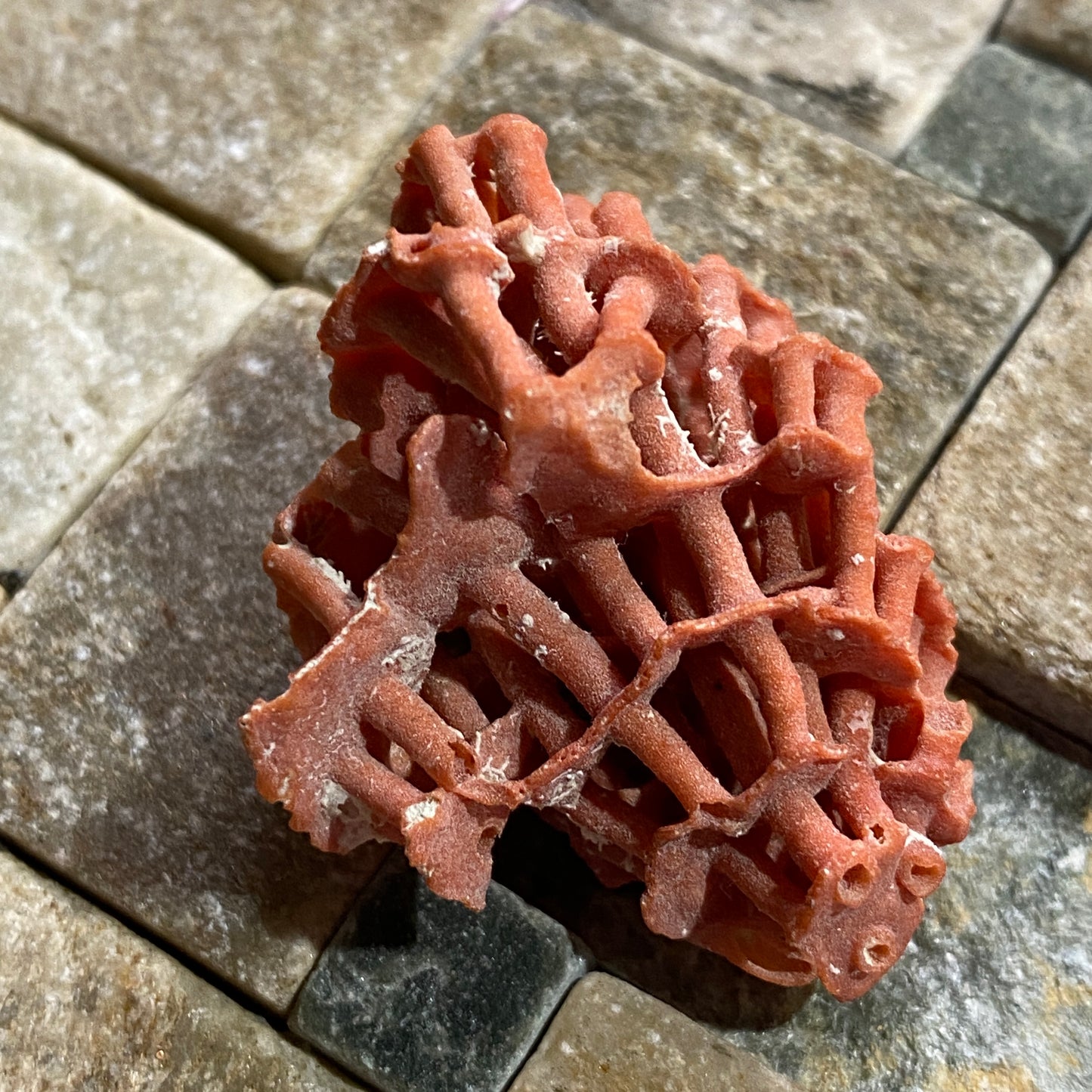 ORGAN PIPE CORAL FROM OFF TIRAN ISLAND, THE RED SEA. 4g. MF4096