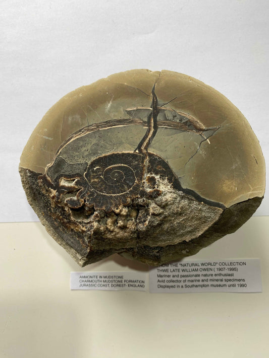 AMMONITE IN MUDSTONE : CHARMOUTH, JURASSIC COAST, DORSET, ENGLAND  958g MF4937