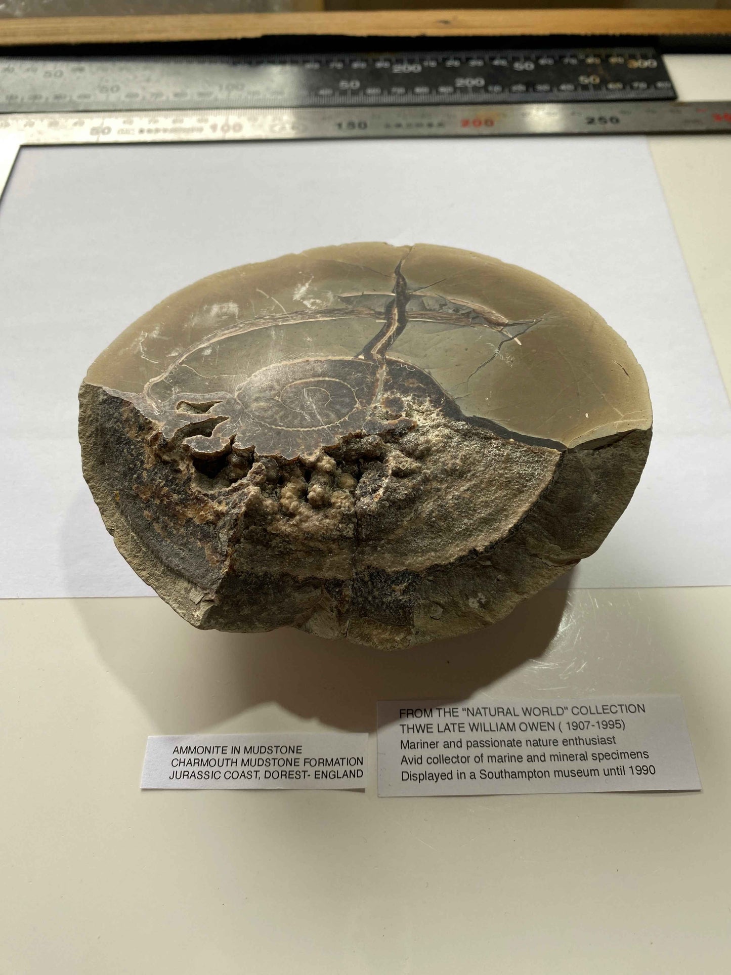 AMMONITE IN MUDSTONE : CHARMOUTH, JURASSIC COAST, DORSET, ENGLAND  958g MF4937
