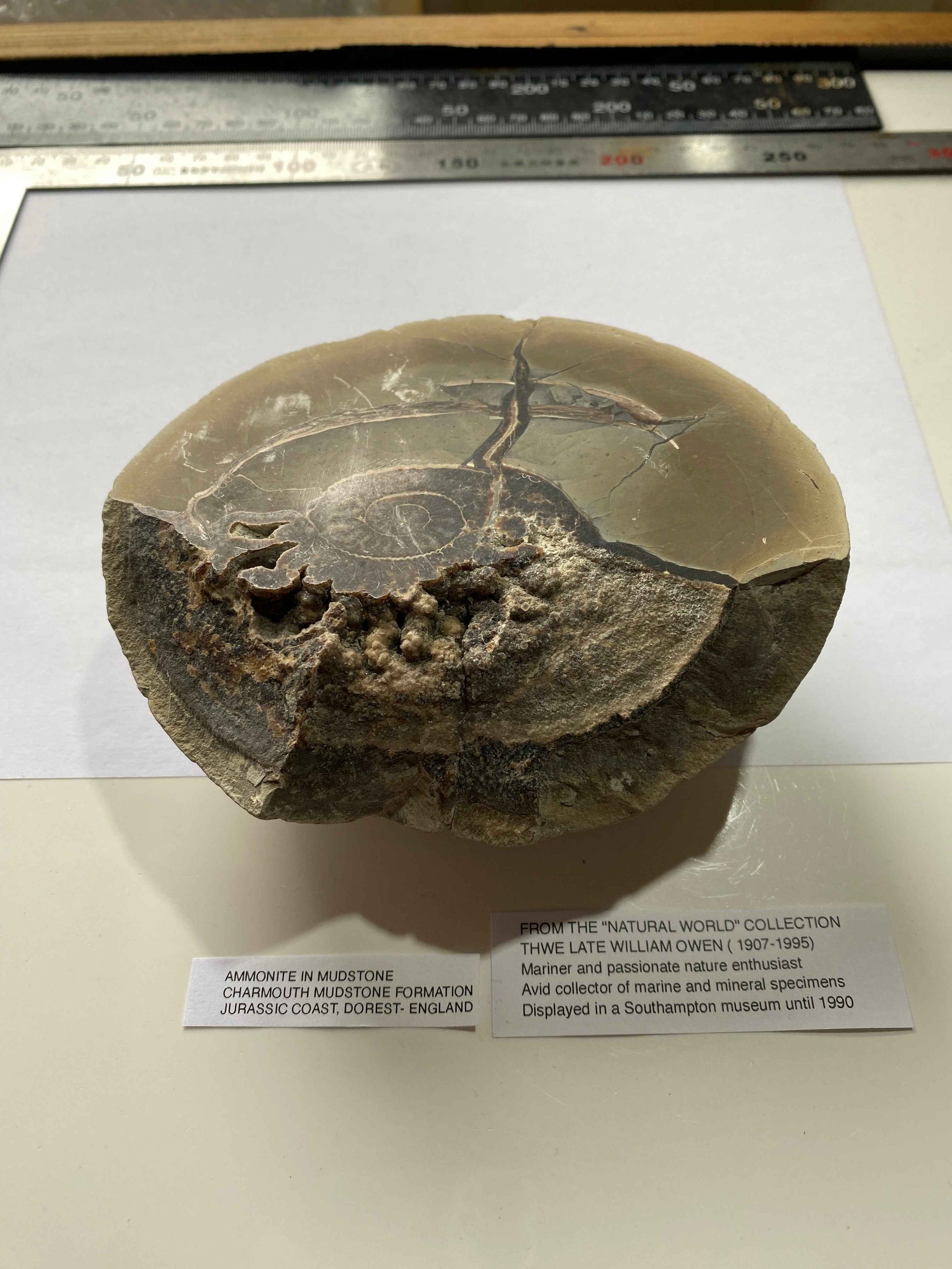 AMMONITE IN MUDSTONE : CHARMOUTH, JURASSIC COAST, DORSET, ENGLAND  958g MF4937