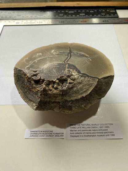 AMMONITE IN MUDSTONE : CHARMOUTH, JURASSIC COAST, DORSET, ENGLAND  958g MF4937