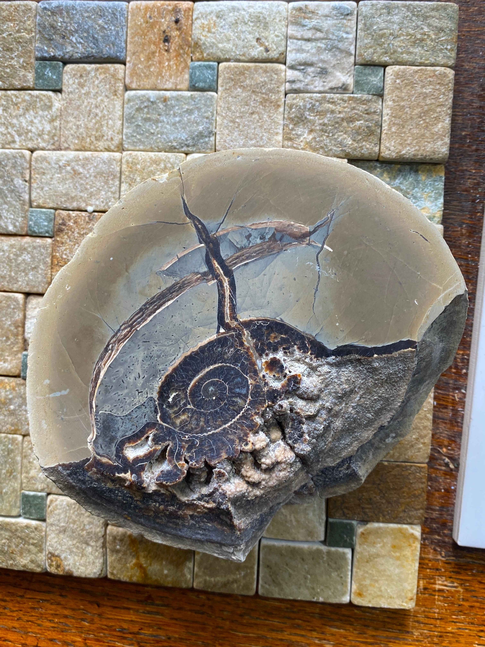 AMMONITE IN MUDSTONE : CHARMOUTH, JURASSIC COAST, DORSET, ENGLAND  958g MF4937