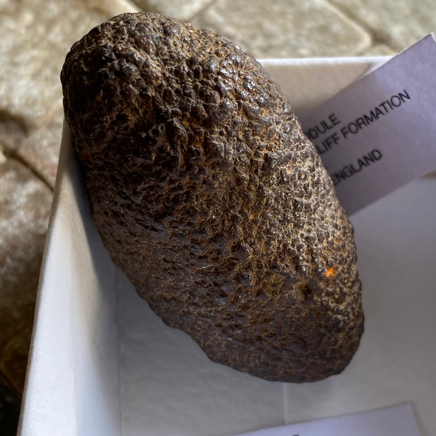 PYRITE NODULE FROM THE DORSET COAST, ENGLAND 64g MF1719