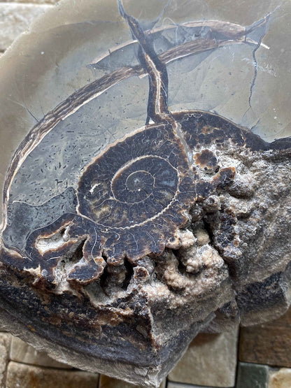 AMMONITE IN MUDSTONE : CHARMOUTH, JURASSIC COAST, DORSET, ENGLAND  958g MF4937