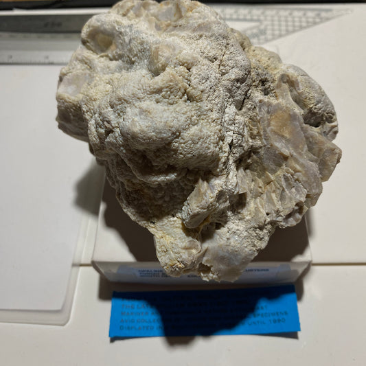 CHERT OPALIN A AGRAFE GLOBULAIRE DU DEVON. 865g MF1332