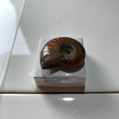 AMMOLITE AMMONITE GEMSTONE - AMBATO-BOENI, MADAGAGASCAR 88Ct MFG5475