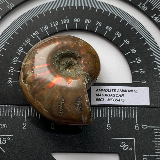 AMMOLITE AMMONITE GEMSTONE - AMBATO-BOENI, MADAGAGASCAR 88Ct MFG5475