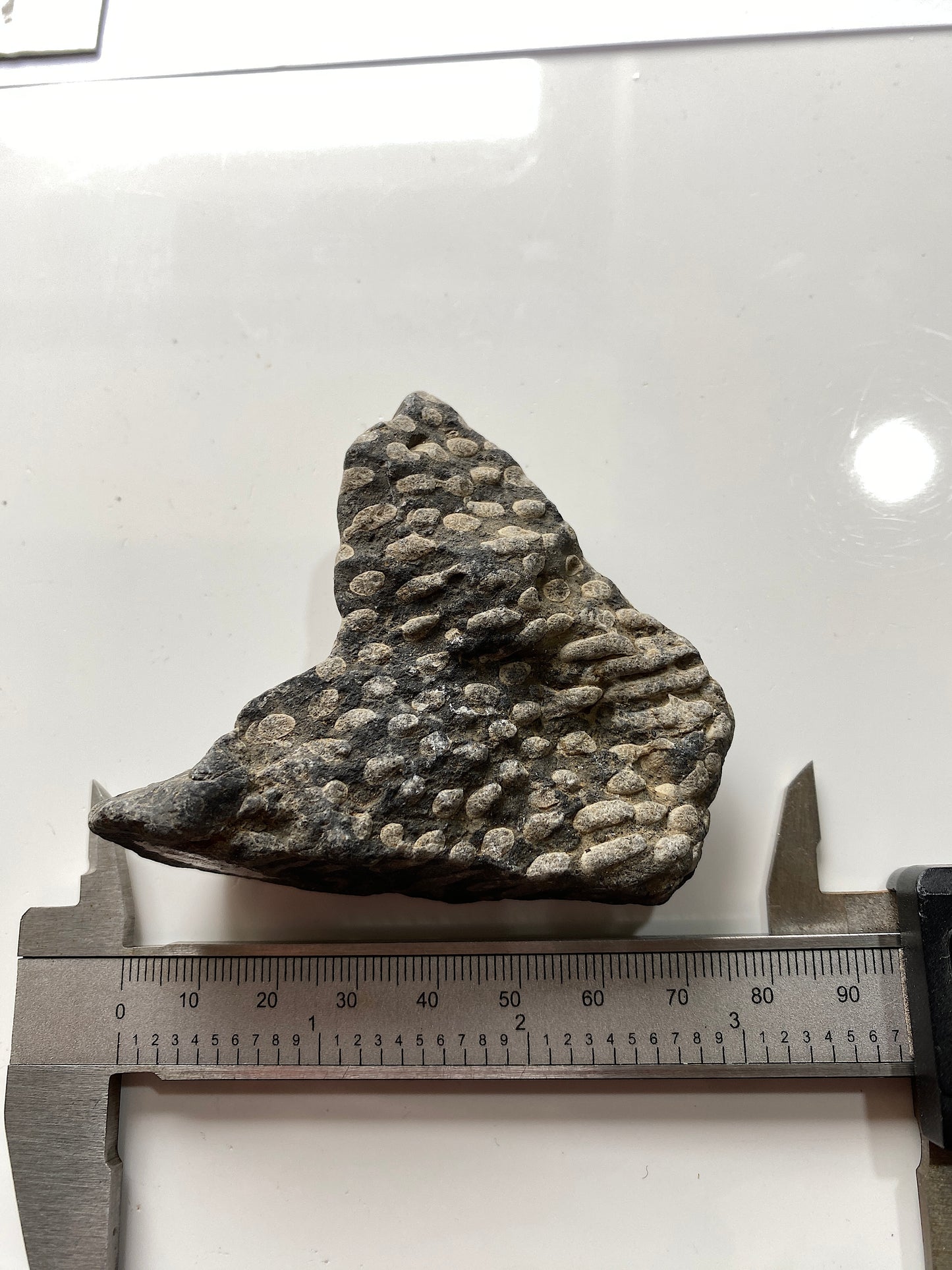 LITHOSTROTION [FROSTERLEY MARBLE] : FROSTERLEY, WEARDALE, CO DURHAM, ENGLAND 98g MF4973