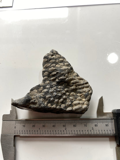 LITHOSTROTION [FROSTERLEY MARBLE] : FROSTERLEY, WEARDALE, CO DURHAM, ENGLAND 98g MF4973