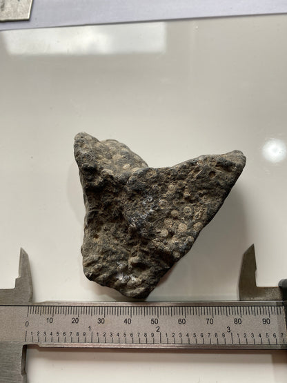 LITHOSTROTION [FROSTERLEY MARBLE] : FROSTERLEY, WEARDALE, CO DURHAM, ENGLAND 98g MF4973