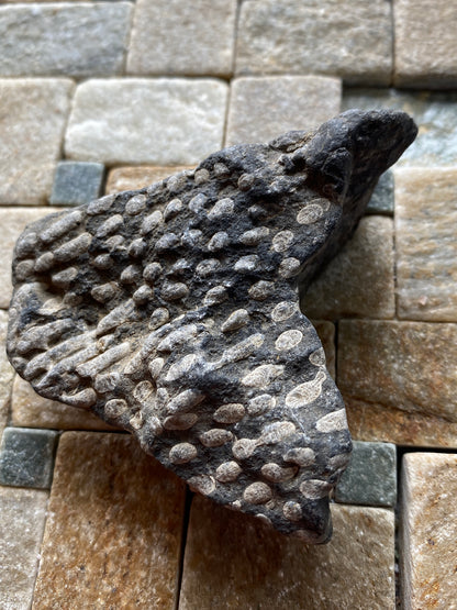 LITHOSTROTION [FROSTERLEY MARBLE] : FROSTERLEY, WEARDALE, CO DURHAM, ENGLAND 98g MF4973