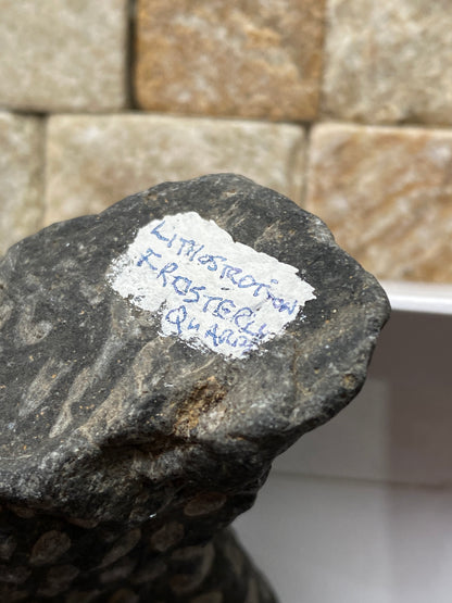 LITHOSTROTION [FROSTERLEY MARBLE] : FROSTERLEY, WEARDALE, CO DURHAM, ENGLAND 98g MF4973