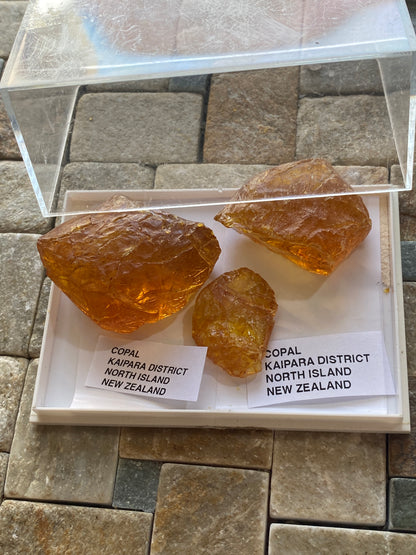COPAL x 3 : FROM KAIPARA DISTRICT, NORTH ISLAND, NEW ZEALAND  18g MF4978