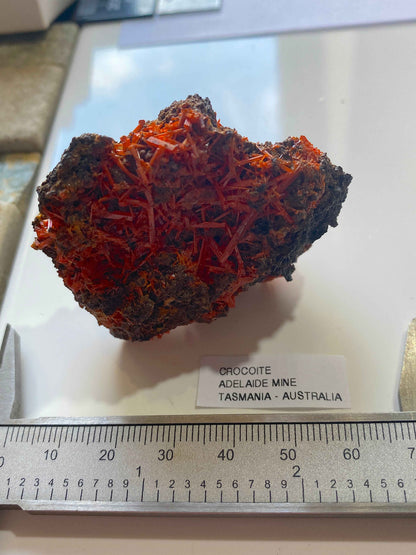 CROCOITE : ADELAIDE MINE, DUNDAS, TASMANIA, AUSTRALIA. 54g MF4996