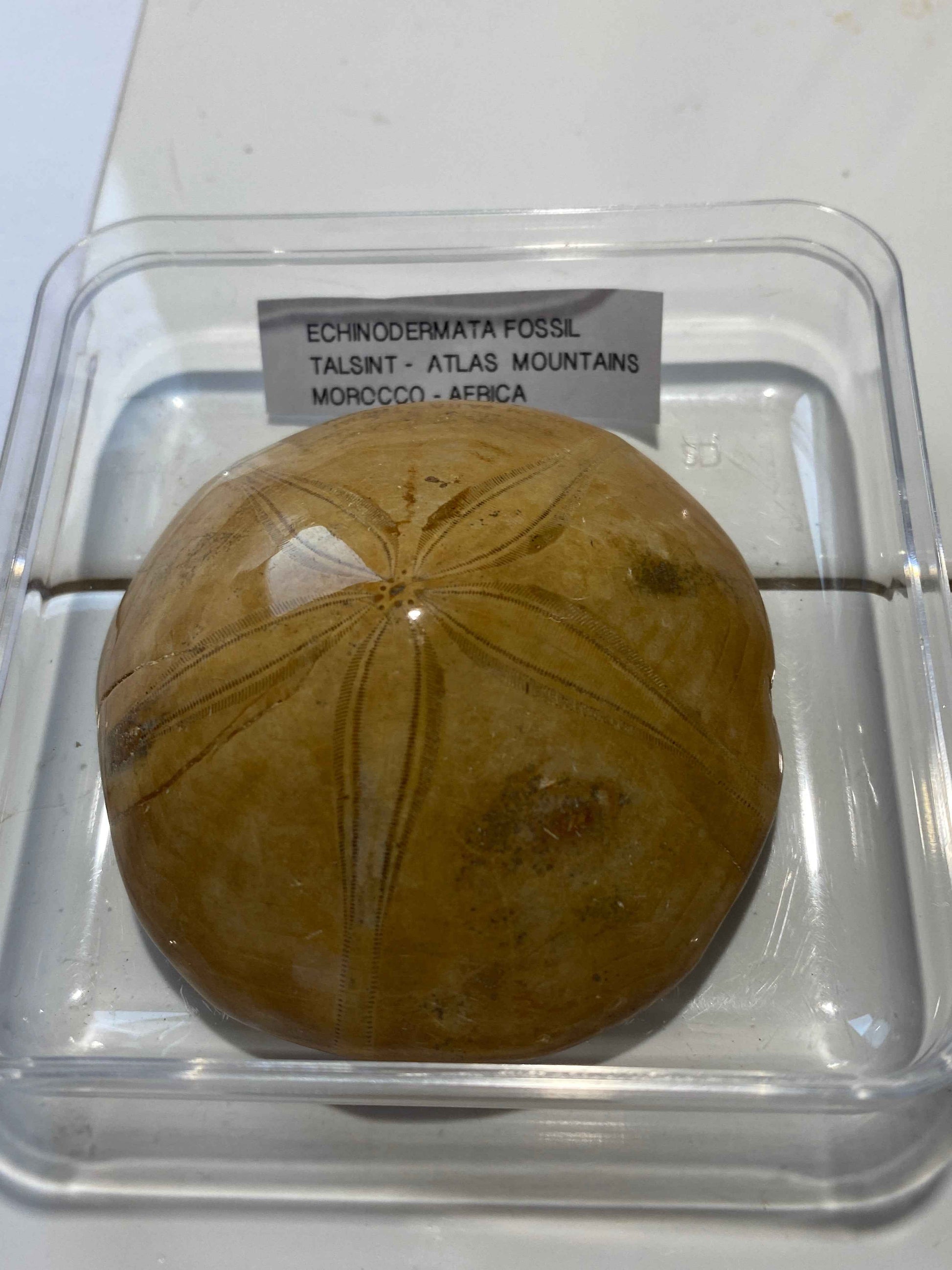 ECHINODERMATA FOSSIL : TACSINT, ATLAS MOUNTAINS, MOROCCO. 83g MF4999