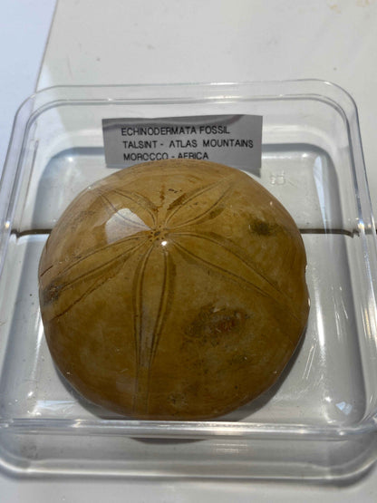 ECHINODERMATA FOSSIL : TACSINT, ATLAS MOUNTAINS, MOROCCO. 83g MF4999
