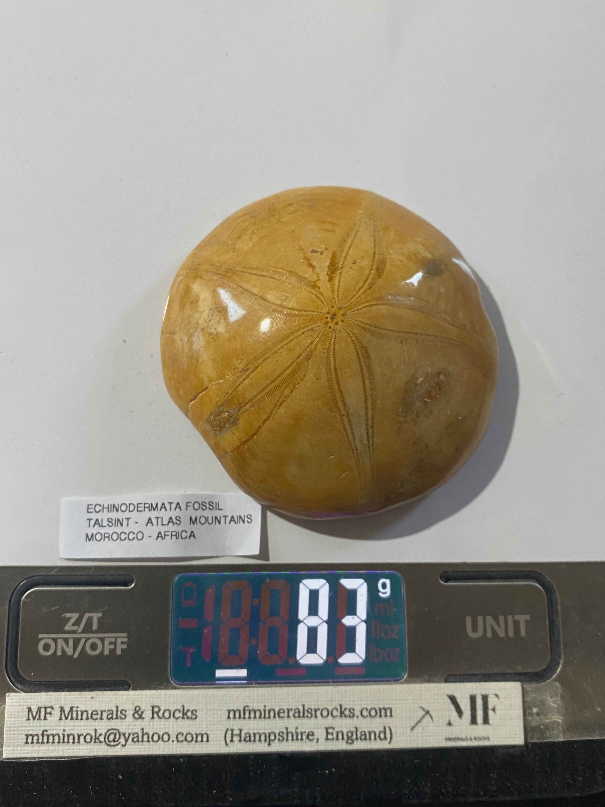 ECHINODERMATA FOSSIL : TACSINT, ATLAS MOUNTAINS, MOROCCO. 83g MF4999