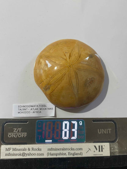 ECHINODERMATA FOSSIL : TACSINT, ATLAS MOUNTAINS, MOROCCO. 83g MF4999