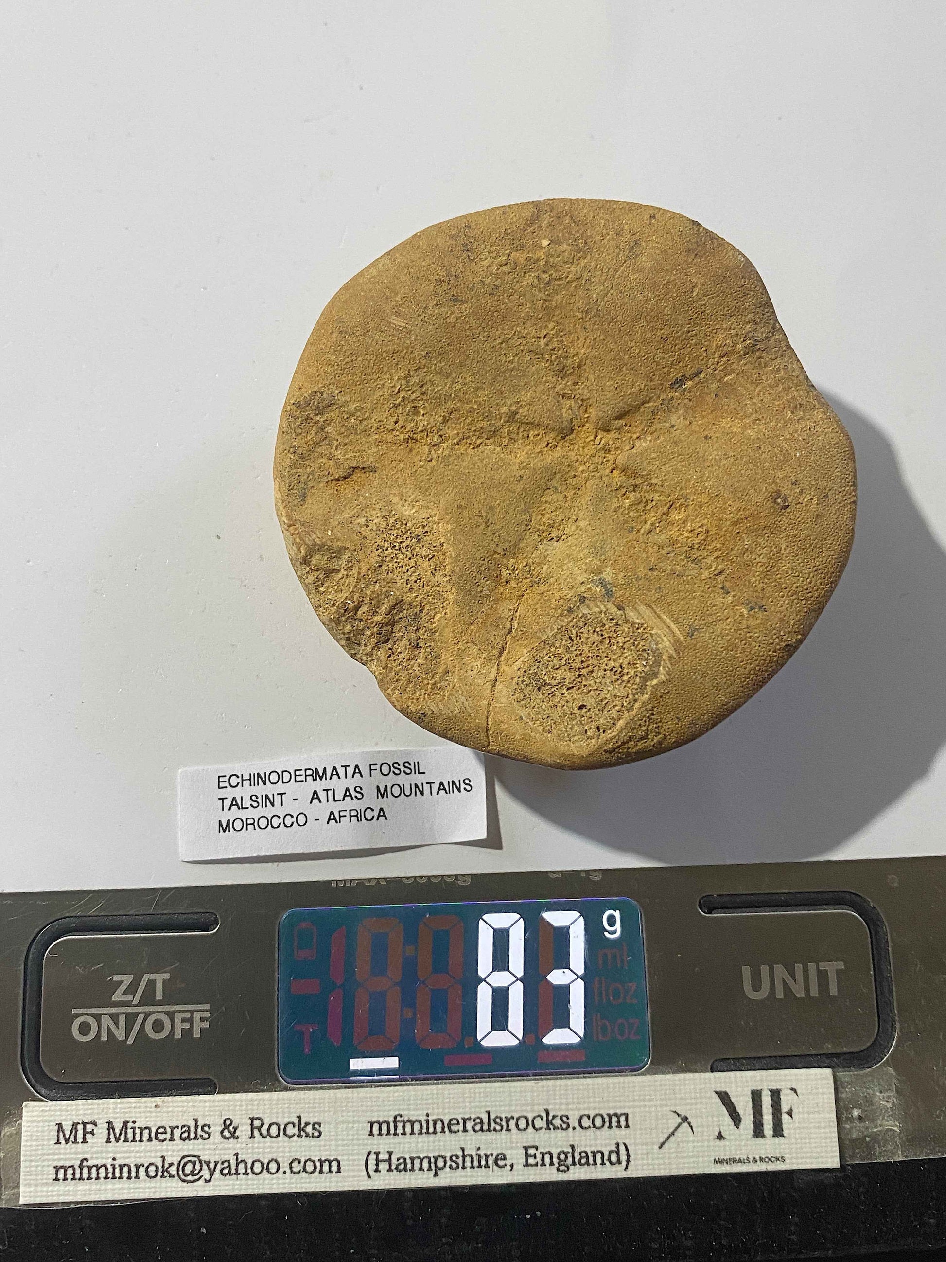 ECHINODERMATA FOSSIL : TACSINT, ATLAS MOUNTAINS, MOROCCO. 83g MF4999