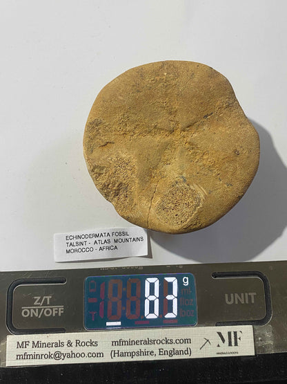 ECHINODERMATA FOSSIL : TACSINT, ATLAS MOUNTAINS, MOROCCO. 83g MF4999