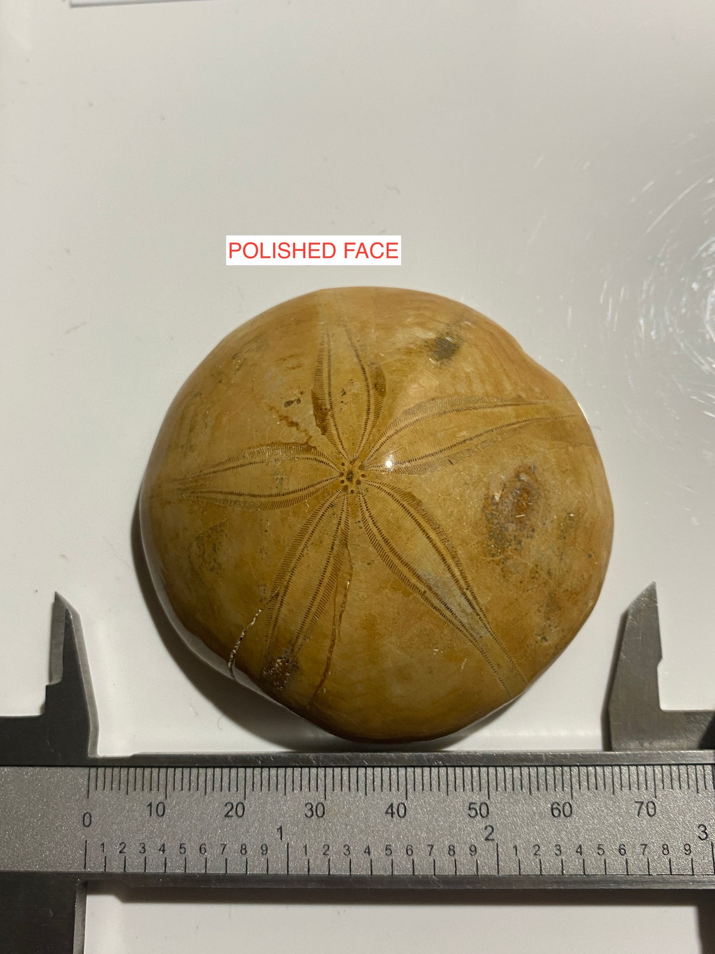 ECHINODERMATA FOSSIL : TACSINT, ATLAS MOUNTAINS, MOROCCO. 83g MF4999