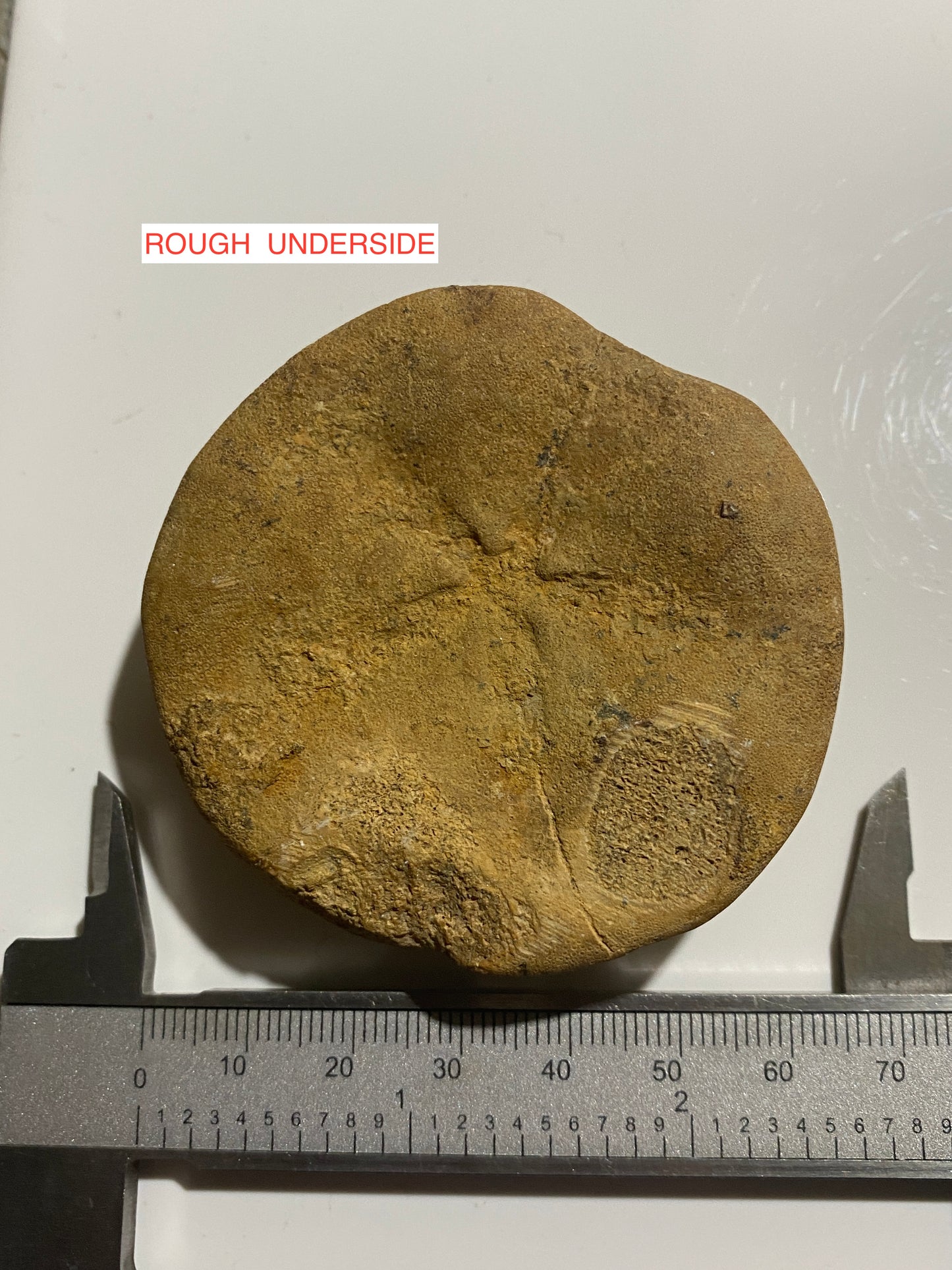 ECHINODERMATA FOSSIL : TACSINT, ATLAS MOUNTAINS, MOROCCO. 83g MF4999