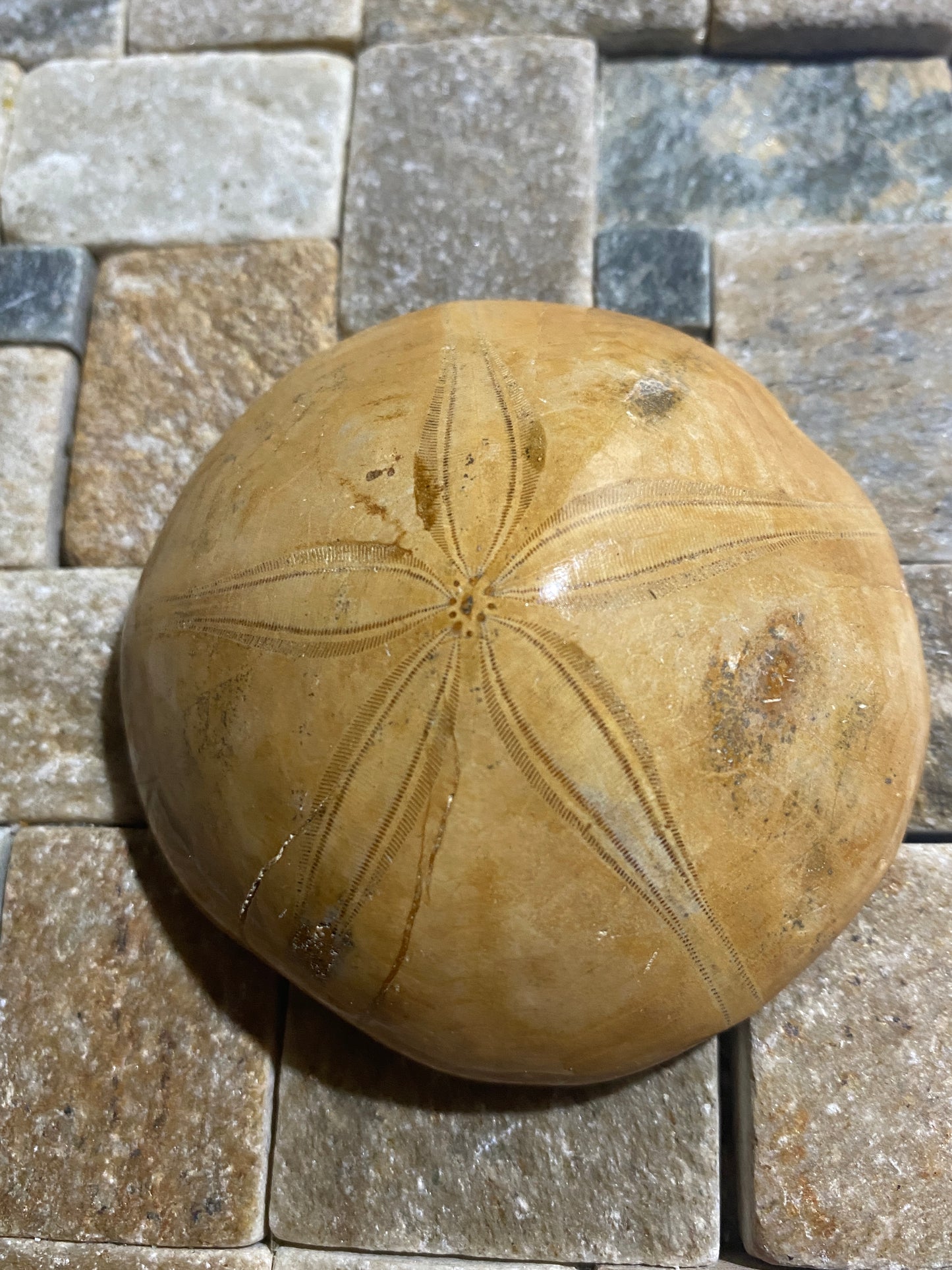 ECHINODERMATA FOSSIL : TACSINT, ATLAS MOUNTAINS, MOROCCO. 83g MF4999