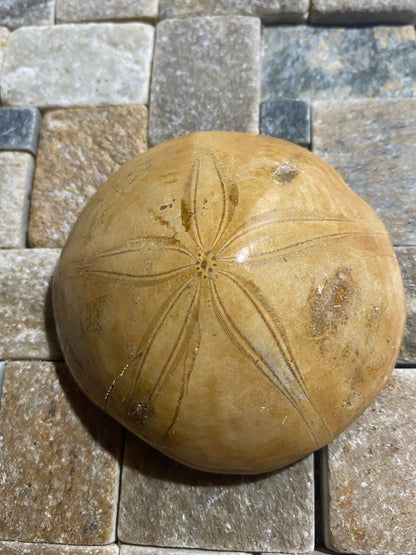 ECHINODERMATA FOSSIL : TACSINT, ATLAS MOUNTAINS, MOROCCO. 83g MF4999