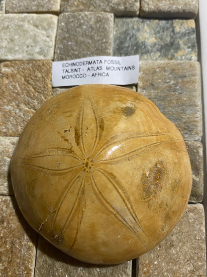 ECHINODERMATA FOSSIL : TACSINT, ATLAS MOUNTAINS, MOROCCO. 83g MF4999