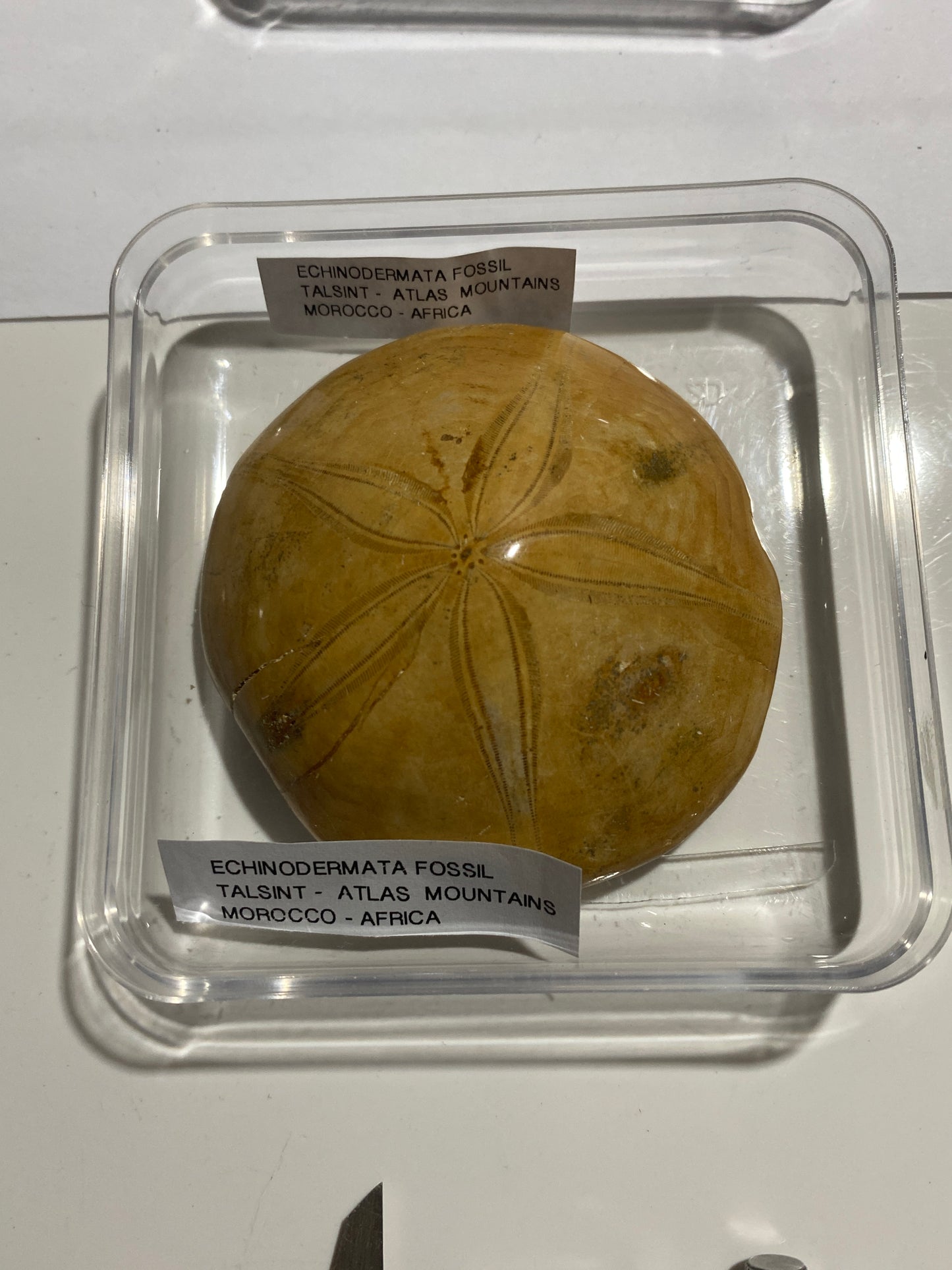 ECHINODERMATA FOSSIL : TACSINT, ATLAS MOUNTAINS, MOROCCO. 83g MF4999