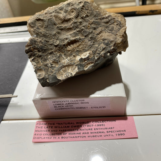 AMMONITE CLUSTER - BLACK VENN, CHARMOUTH, DORSET, ENGLAND. 392g. MF4388