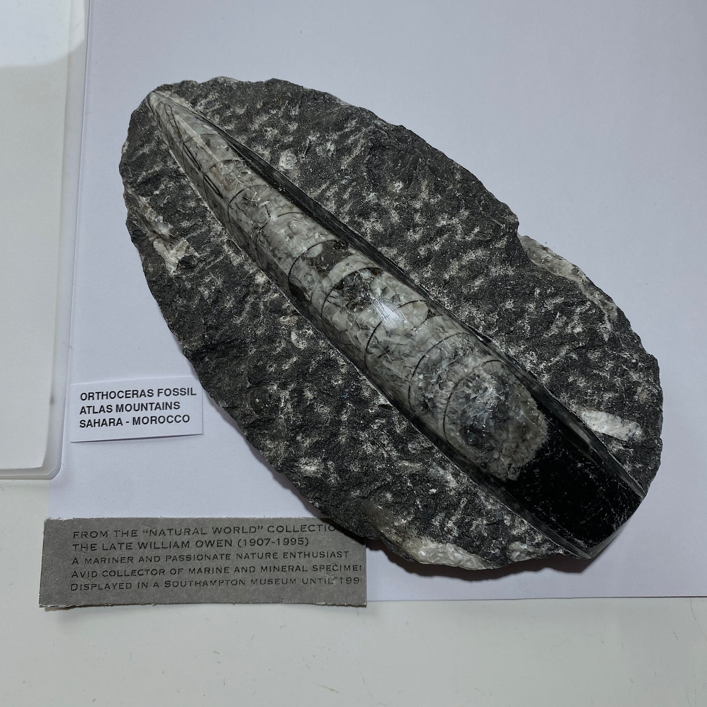 FÓSIL DEVÓNICO DE ORTHOCERAS DE MARRUECOS 536g MF9489