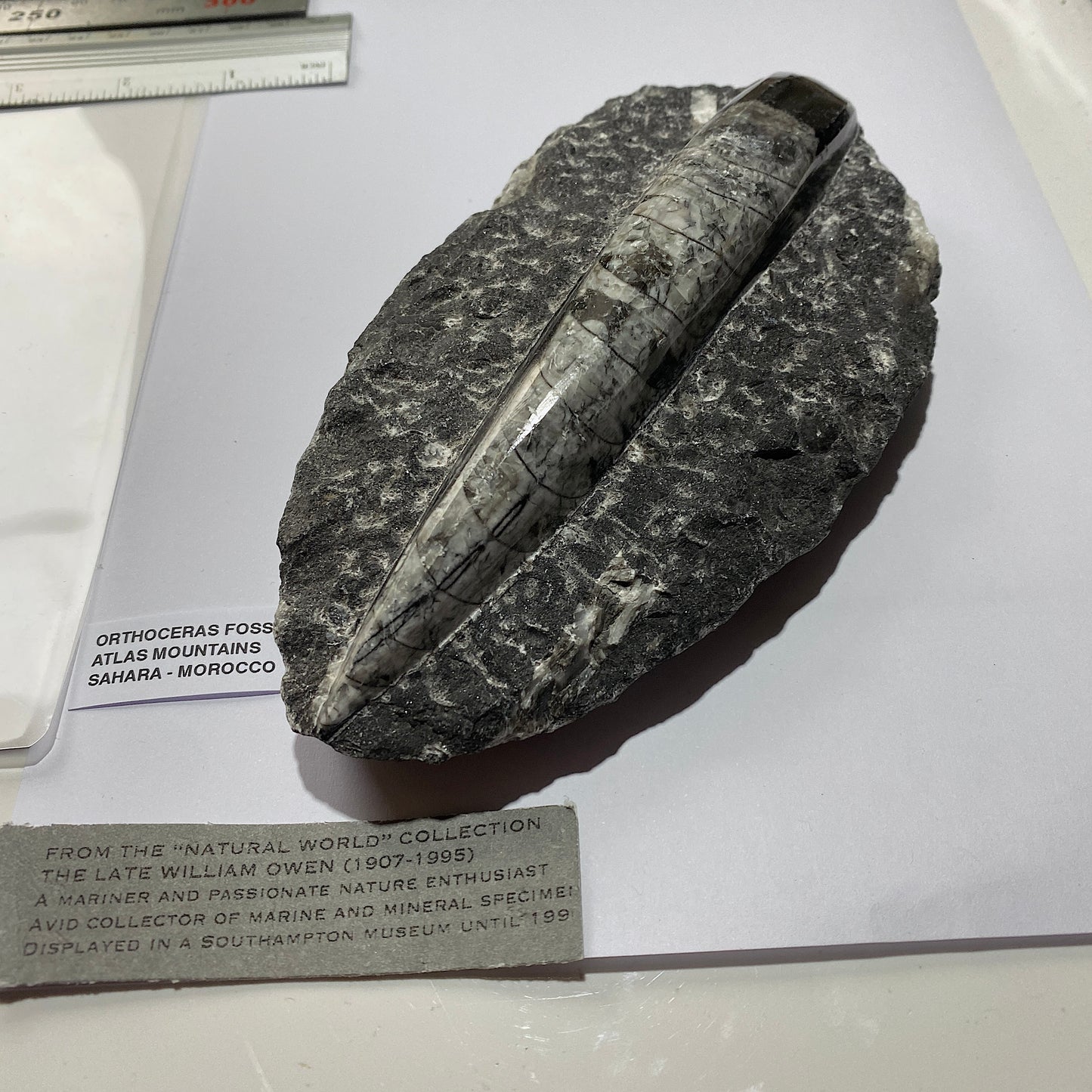 FÓSIL DEVÓNICO DE ORTHOCERAS DE MARRUECOS 536g MF9489