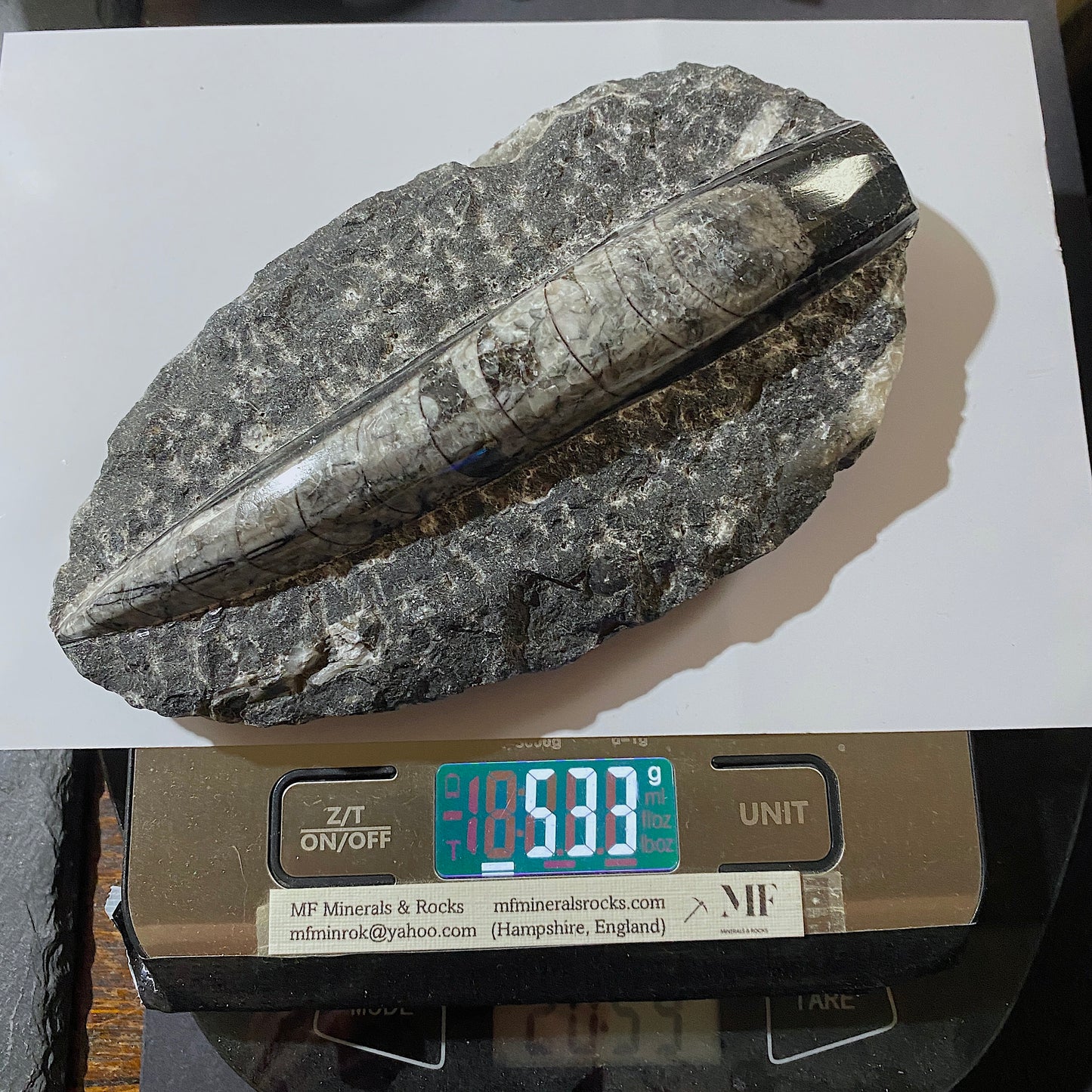 FÓSIL DEVÓNICO DE ORTHOCERAS DE MARRUECOS 536g MF9489