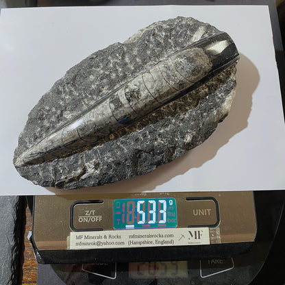 FÓSIL DEVÓNICO DE ORTHOCERAS DE MARRUECOS 536g MF9489