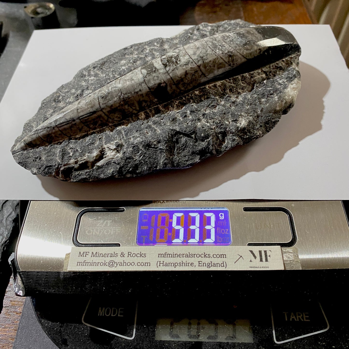 FÓSIL DEVÓNICO DE ORTHOCERAS DE MARRUECOS 536g MF9489